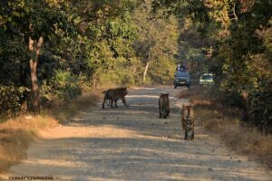 Umred Karhandla Wildlife Sanctuary